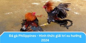 Đá gà Philippines - Hình thức giải trí xu hướng 2024