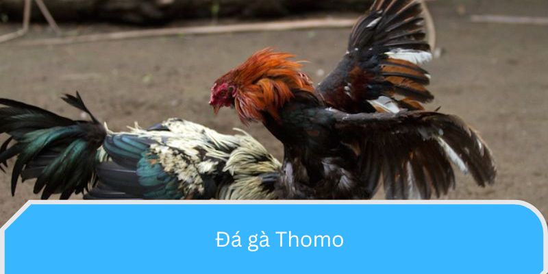 đá gà thomo