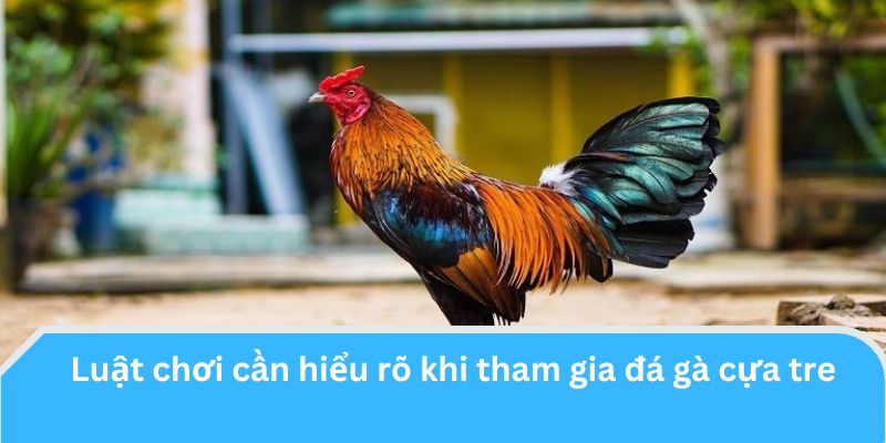 Luật chơi cần hiểu rõ khi tham gia đá gà cựa tre