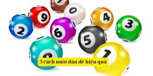 3 cách nuôi dàn đề hiệu quả