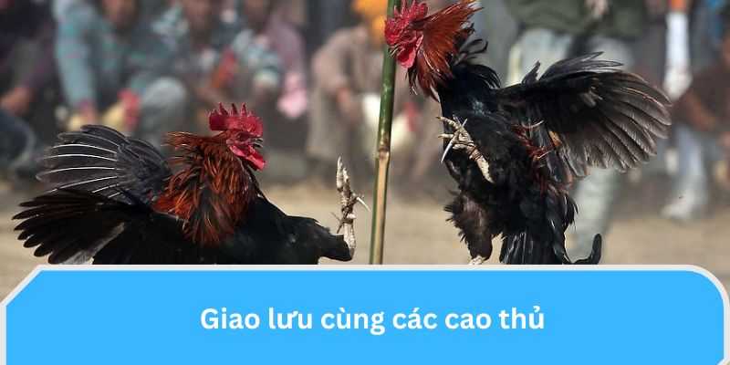 Giao lưu cùng cao thủ nuôi gà