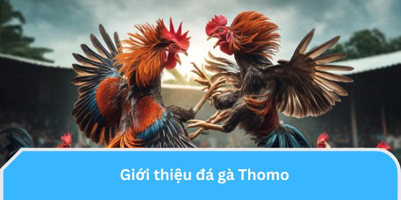 Giới thiệu đá gà Thomo?