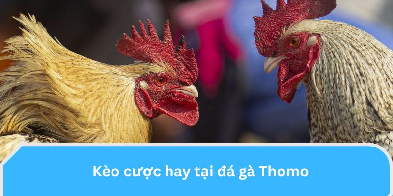 Kèo cược hay tại đá gà Thomo