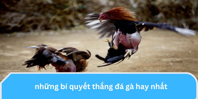 Những bí quyết thắng đá gà hay nhất