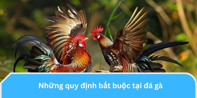 Những quy định bắt buộc tại đá gá