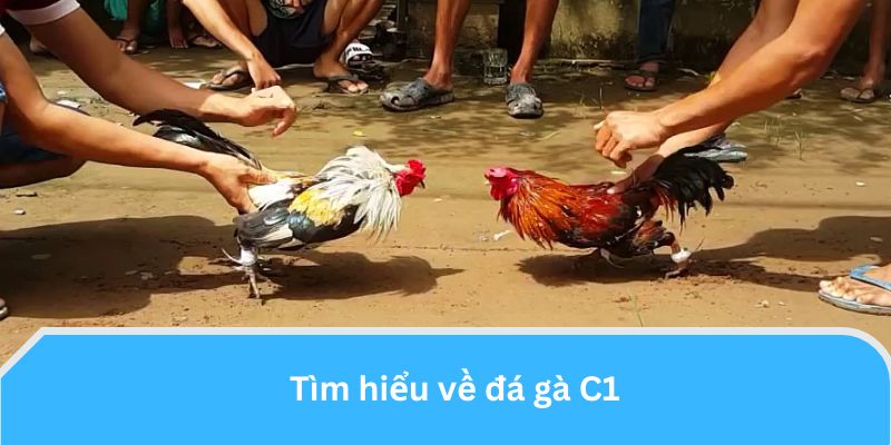 Tìm hiểu về đá gà C1