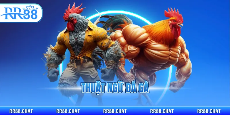 thuật ngữ đá gà